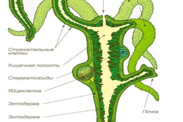 Кракен ссылка fo feng crmp ru