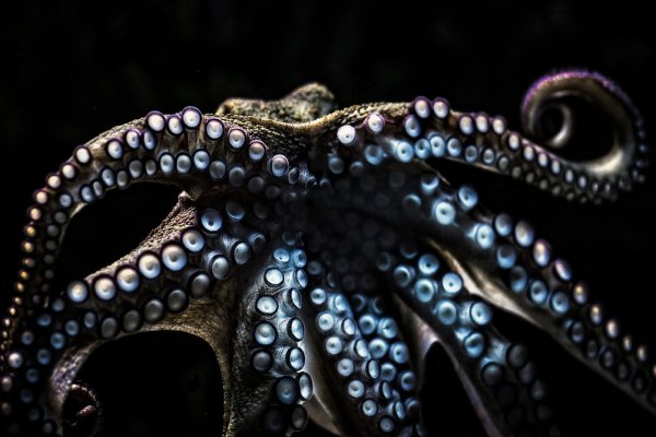 Kraken 24 at